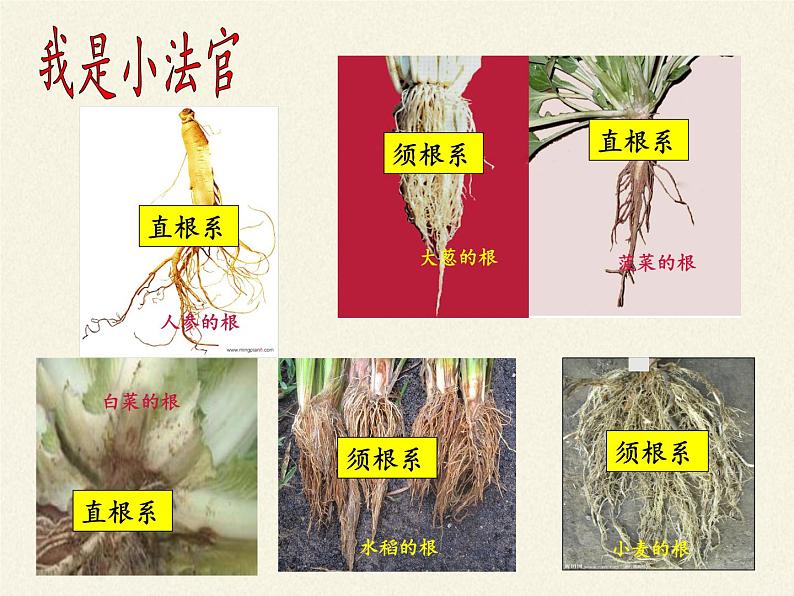 冀少版生物七年级上册 第三章 第一节  在实验室里观察植物课件第4页