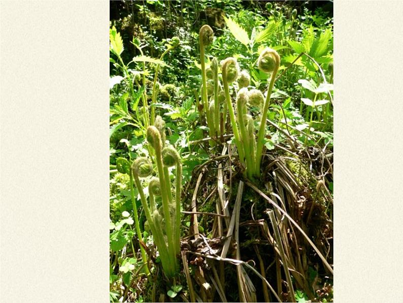 冀少版生物七年级上册 第三章 第四节 苔藓植物与蕨类植物课件02