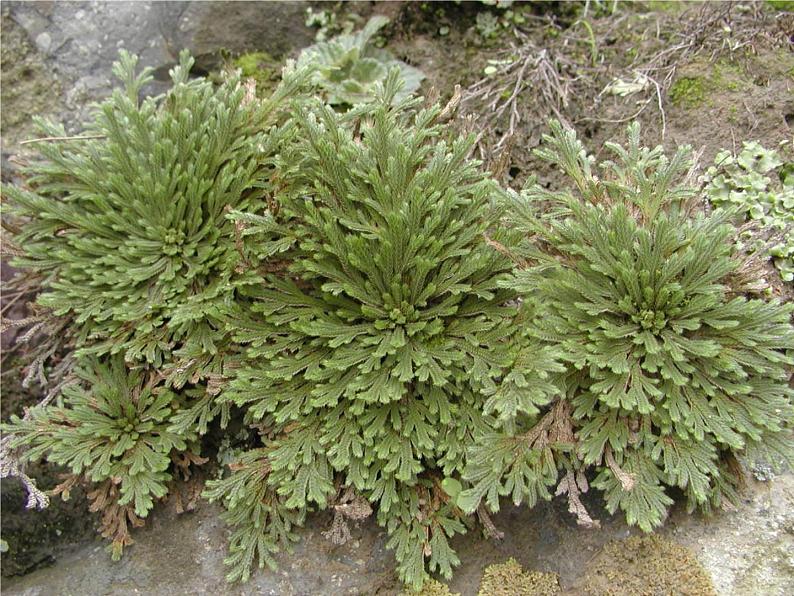 冀少版生物七年级上册 第三章 第四节 苔藓植物与蕨类植物课件03