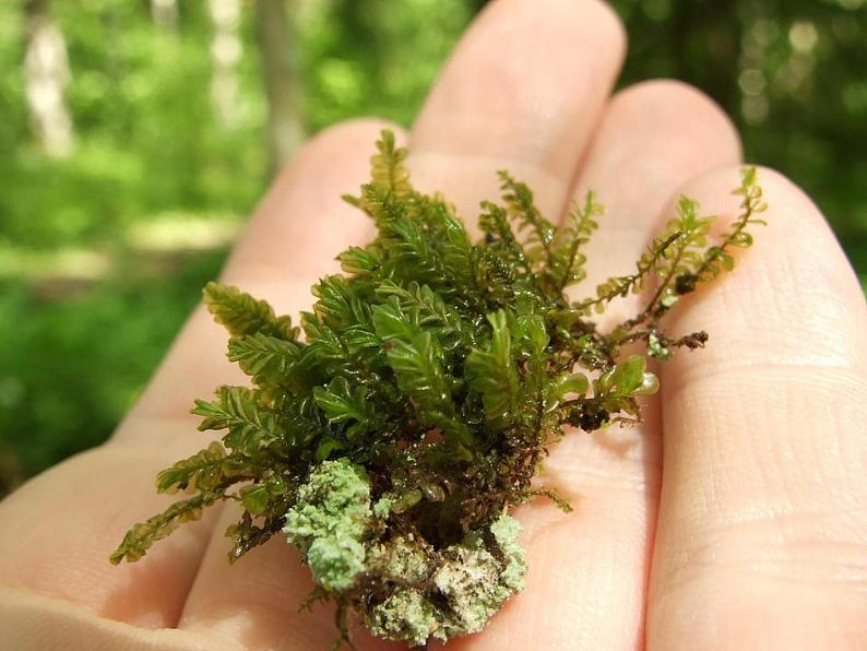 冀少版生物七年级上册 第三章 第四节 苔藓植物与蕨类植物课件08