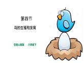 7.1.4++鸟的生殖和发育++课件-2023-2024学年人教版生物八年级下册