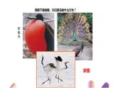 7.1.4++鸟的生殖和发育++课件-2023-2024学年人教版生物八年级下册