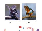 7.1.4++鸟的生殖和发育++课件-2023-2024学年人教版生物八年级下册