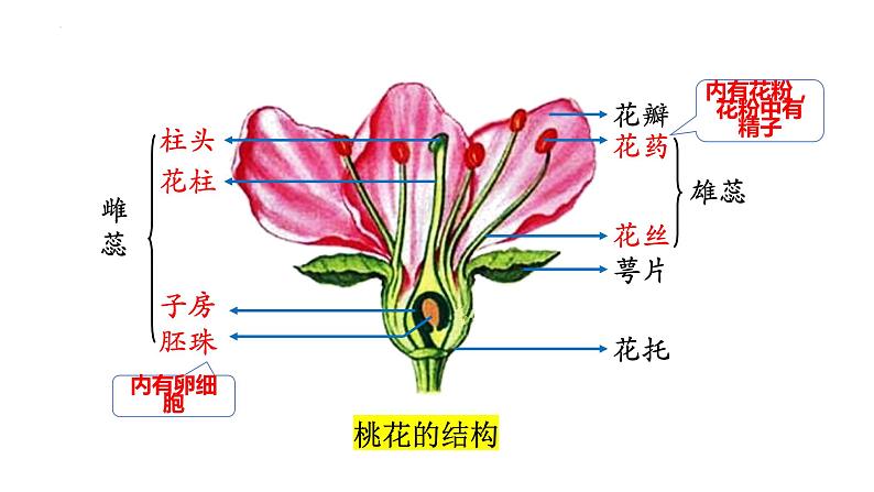 7.1.1++植物的生殖++课件-2023-2024学年人教版生物八年级下册第2页