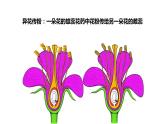 7.1.1++植物的生殖++课件-2023-2024学年人教版生物八年级下册