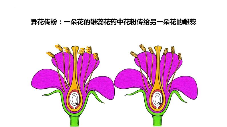 7.1.1++植物的生殖++课件-2023-2024学年人教版生物八年级下册第5页