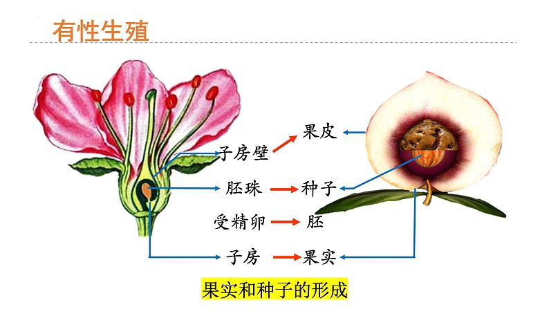 7.1.1++植物的生殖++课件-2023-2024学年人教版生物八年级下册第6页