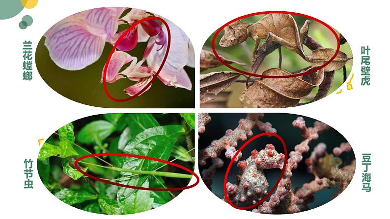 5.1.4++生物进化的原因++课件-2023-2024学年济南版生物八年级下册02