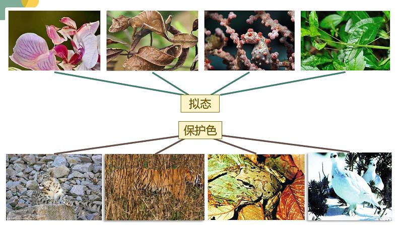 5.1.4++生物进化的原因++课件-2023-2024学年济南版生物八年级下册03