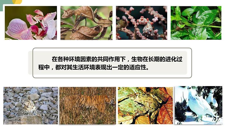 5.1.4++生物进化的原因++课件-2023-2024学年济南版生物八年级下册04