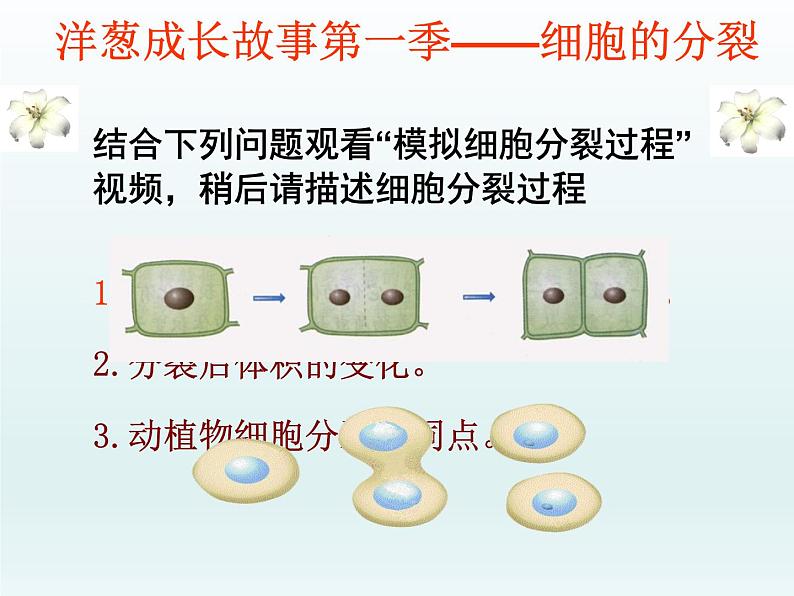 冀少版生物七年级上册 第二章 第一节 细胞的分裂和生长 课件05