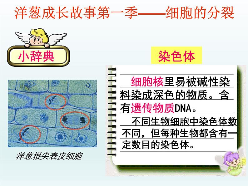 冀少版生物七年级上册 第二章 第一节 细胞的分裂和生长 课件06