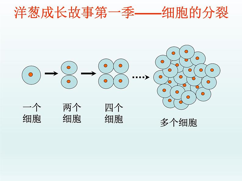 冀少版生物七年级上册 第二章 第一节 细胞的分裂和生长 课件08