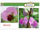 冀少版生物七年级上册 第三章 第六节 双子叶植物_课件