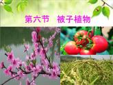 冀少版生物七年级上册 第三章 第六节 被子植物课件