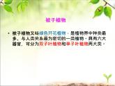 冀少版生物七年級上冊 第三章 第六節(jié) 被子植物課件