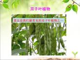 冀少版生物七年級上冊 第三章 第六節(jié) 被子植物課件