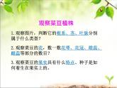 冀少版生物七年級上冊 第三章 第六節(jié) 被子植物課件