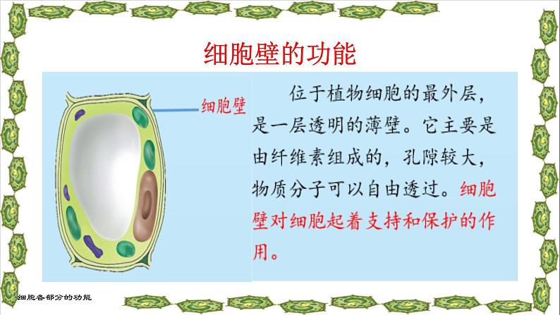 冀少版生物七年级上册 第二章 第一节 细胞的各部分功能课件06