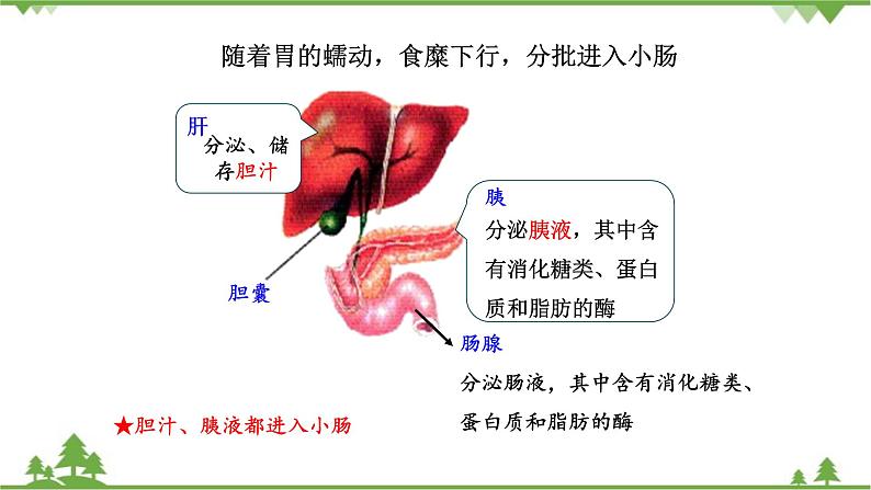 苏教版生物七年级下册 第九章 第二节 人体的消化与吸收 第二课时课件第5页