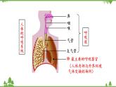 苏教版生物七年级下册 第十章 第三节 人体和外界环境的气体交换 第一课时课件