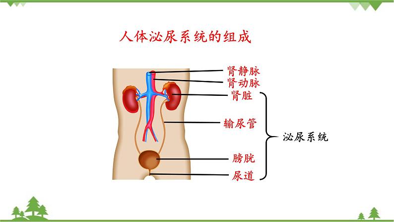 苏教版生物七年级下册 第十一章 第一节 人体泌尿系统的组成课件第5页