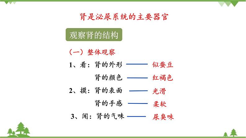 苏教版生物七年级下册 第十一章 第一节 人体泌尿系统的组成课件第8页