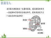 苏教版生物七年级下册 第十一章 第二节 人体废物的排出 第一课时课件