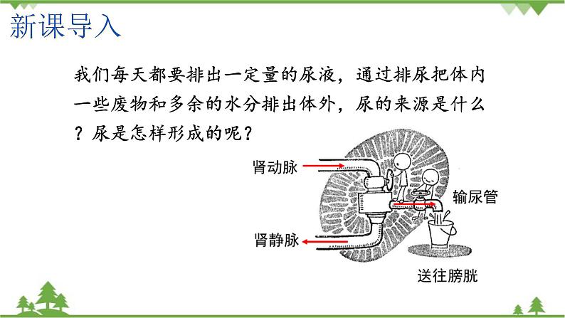 苏教版生物七年级下册 第十一章 第二节 人体废物的排出 第一课时课件02