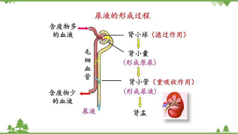 苏教版生物七年级下册 第十一章 第二节 人体废物的排出 第一课时课件08