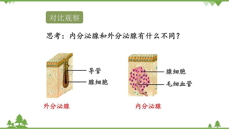 苏教版生物七年级下册 第十二章 第一节 人体的激素调节课件05