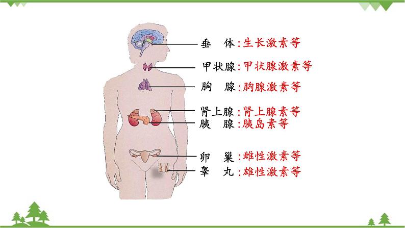 苏教版生物七年级下册 第十二章 第一节 人体的激素调节课件08