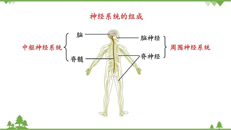 苏教版生物七年级下册 第十二章 第二节 人体的神经调节 第一课时 1课件第5页