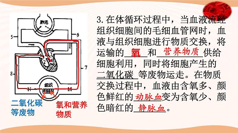 9.2++血液循环（第2课时）课件-2023-2024学年北师大版生物七年级下册第7页
