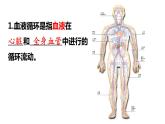 9.2++血液循环（第1课时）课件-2023-2024学年北师大版生物七年级下册