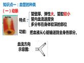 9.2++血液循环（第1课时）课件-2023-2024学年北师大版生物七年级下册