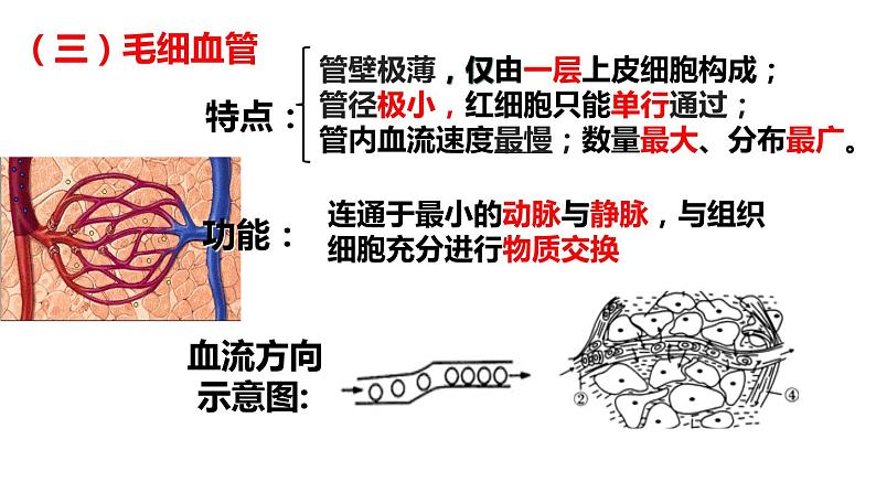 9.2++血液循环（第1课时）课件-2023-2024学年北师大版生物七年级下册第6页