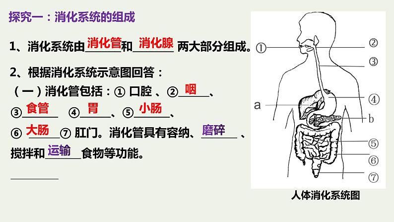 8.2++食物的消化和营养物质的吸收（第1课时）课件-2023-2024学年北师大版生物七年级下册03