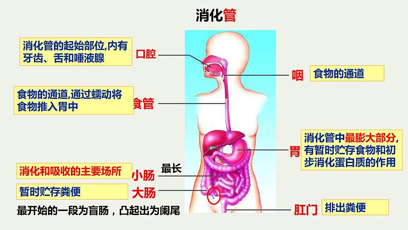 8.2++食物的消化和营养物质的吸收（第1课时）课件-2023-2024学年北师大版生物七年级下册04