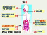 8.2++食物的消化和营养物质的吸收（第1课时）课件-2023-2024学年北师大版生物七年级下册