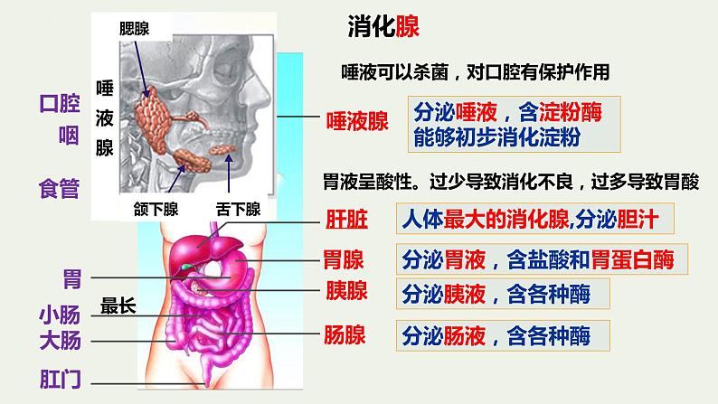 8.2++食物的消化和营养物质的吸收（第1课时）课件-2023-2024学年北师大版生物七年级下册05