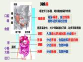 8.2++食物的消化和营养物质的吸收（第1课时）课件-2023-2024学年北师大版生物七年级下册