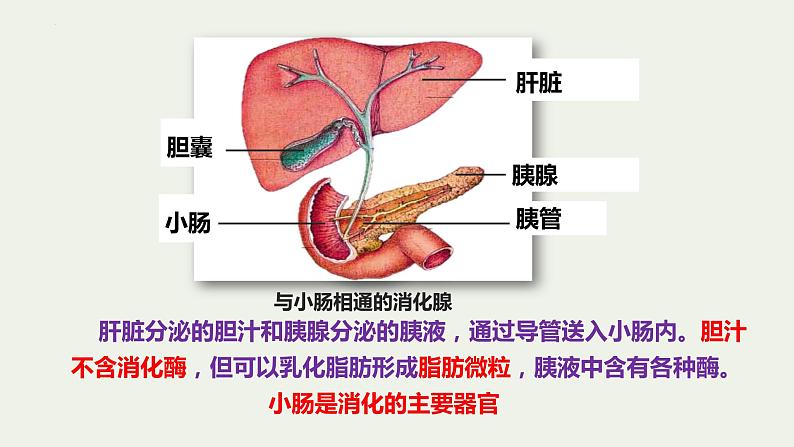 8.2++食物的消化和营养物质的吸收（第1课时）课件-2023-2024学年北师大版生物七年级下册06