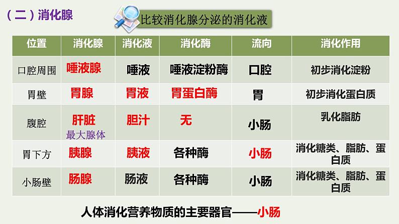 8.2++食物的消化和营养物质的吸收（第1课时）课件-2023-2024学年北师大版生物七年级下册07