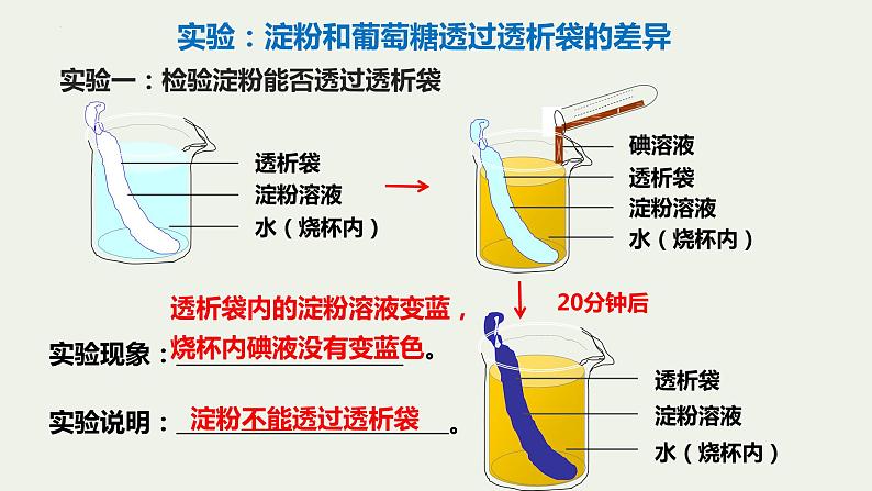 8.2++食物的消化和营养物质的吸收（第1课时）课件-2023-2024学年北师大版生物七年级下册08