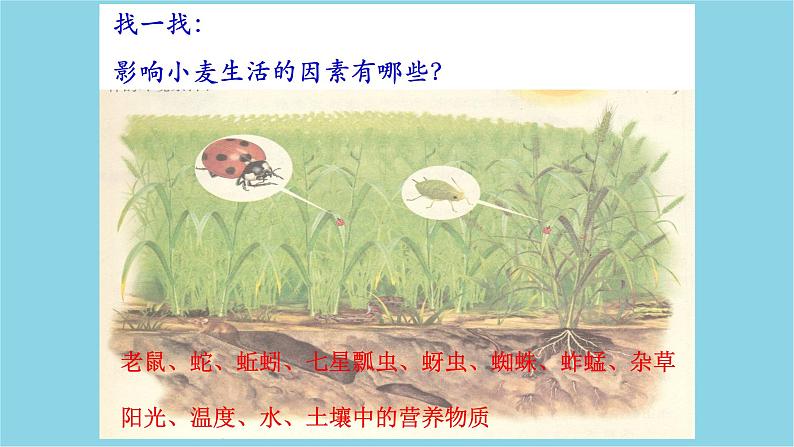 1.2.1++生物与环境的关系（第1课时）课件-2023-2024学年人教版生物七年级上册第5页