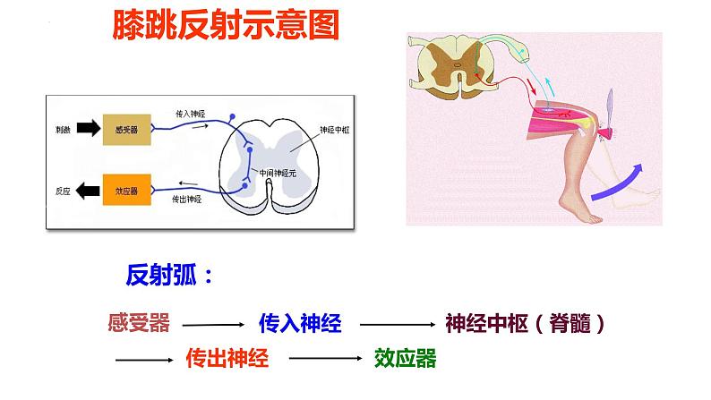 2.1.2 神经调节的基本方式-2023-2024学年八年级生命科学同步课堂（沪教版第一册）课件07