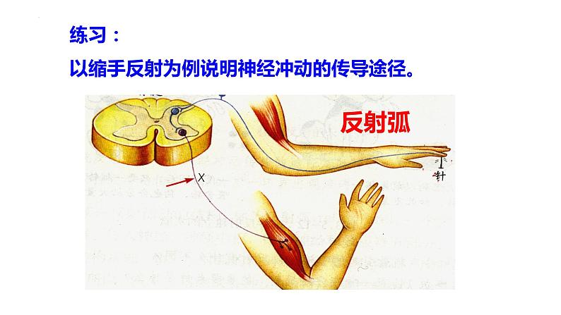 2.1.2 神经调节的基本方式-2023-2024学年八年级生命科学同步课堂（沪教版第一册）课件08