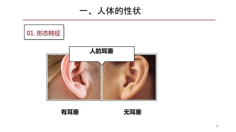 2.3 基因与人体性状-2023-2024学年八年级生命科学同步课堂（沪教版第一册）课件第6页