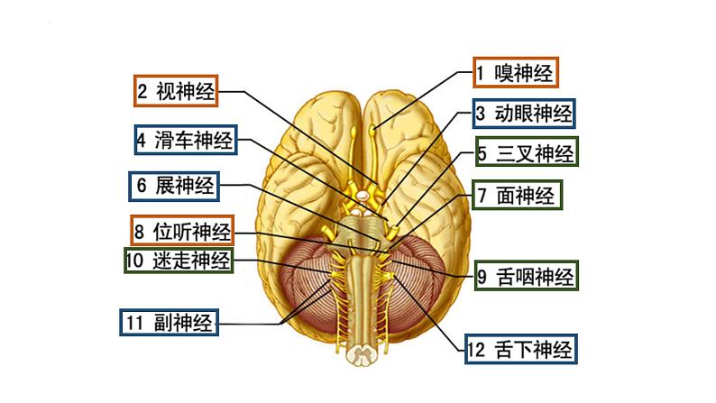 2.1.1 神经系统的组成（第一课时）-2023-2024学年八年级生命科学同步课堂（沪教版第一册）课件第7页